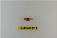 藏品(斯氏沙蟹)的圖片